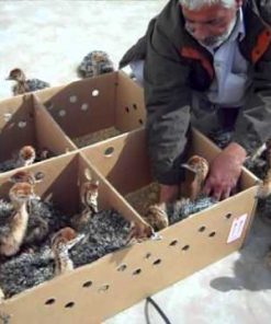 OSTRICH CHICKS / OSTRICH EGGS